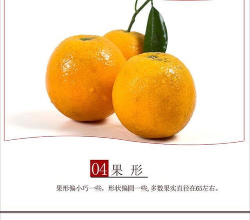 江西贛南臍橙與倫晚夏橙 甜蜜鮮果的產地直發之旅