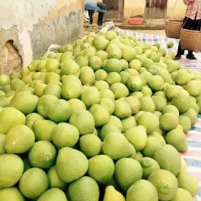 3斤以上柚子供應與批發(fā)指南 品質優(yōu)選，渠道直通